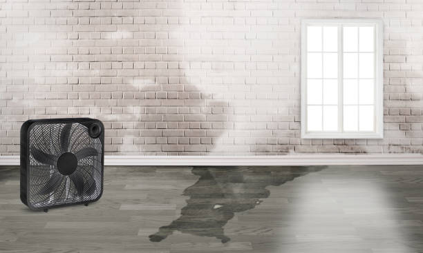 Best Water damage restoration near me  in Rock Valley, IA