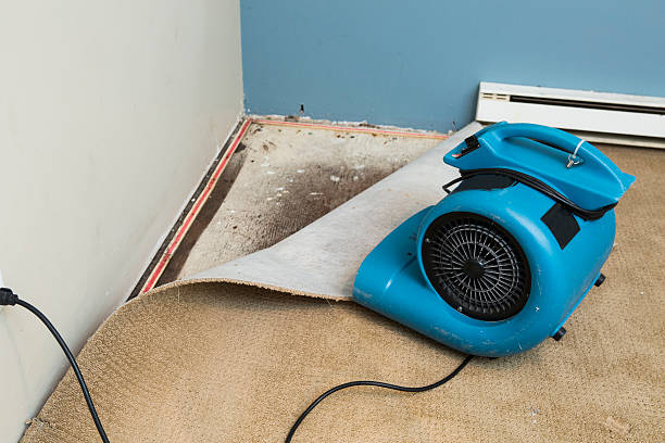 Best Fire Damage Restoration  in Rock Valley, IA